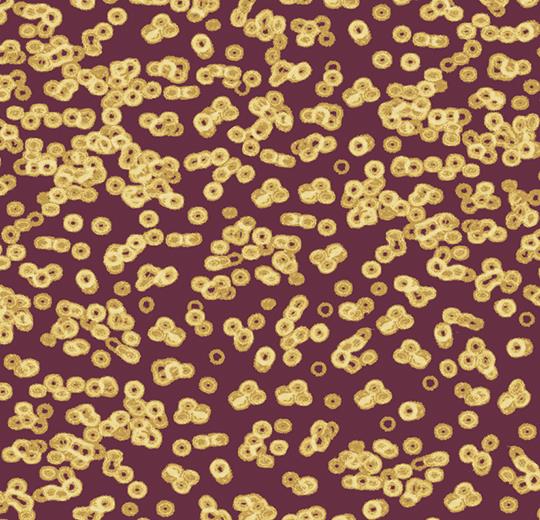 990501 Bacteria