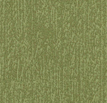 t545027 Canyon kelp